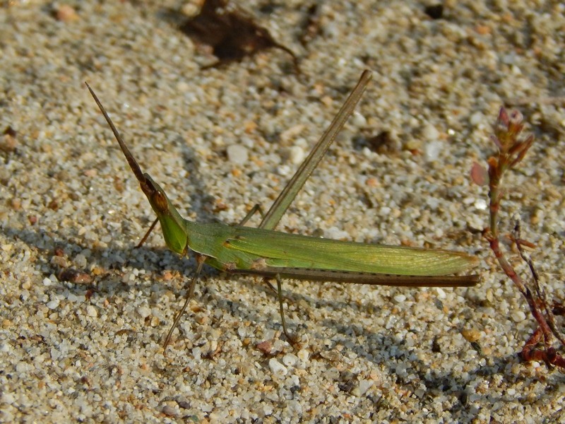 Acrida ungarica mediterranea